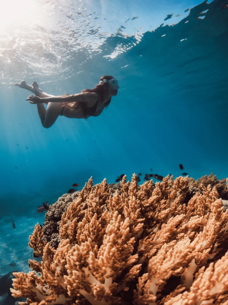 A snorkeller swims above a patch of orange coral in clear blue water.