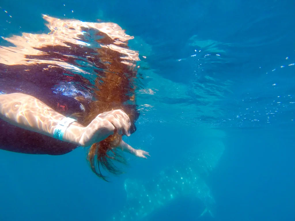 A freediver in a wetsuit swims beside a whale shark in open water.