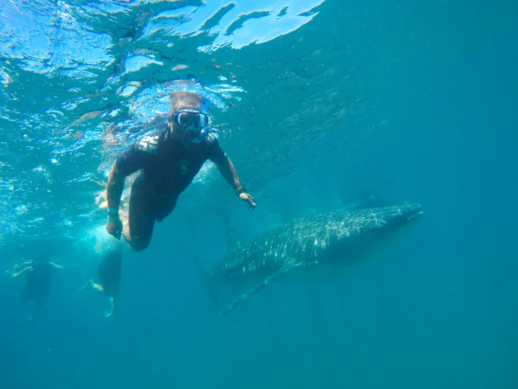 A snorkeller swims above a whale shark, its white spots clear in the green water.