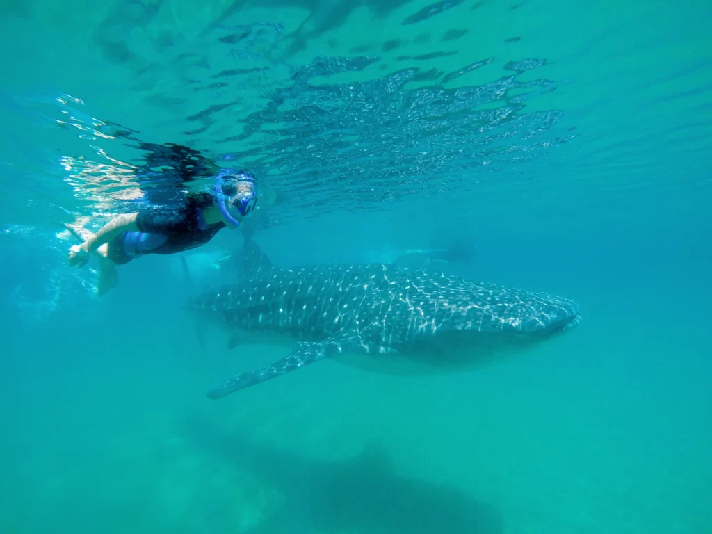 A snorkeller swims level with a whale shark in green open water.