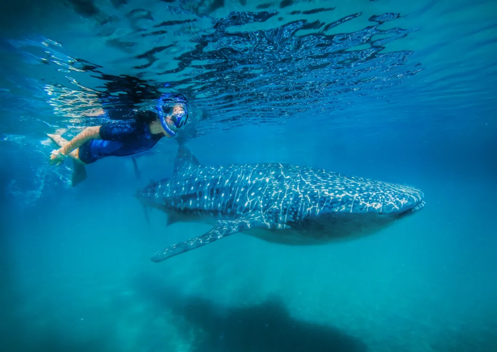 A snorkeller swims level with the head of a whale shark in green water.