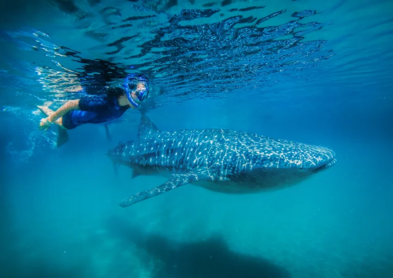 A snorkeller swims level with the head of a whale shark in green water.
