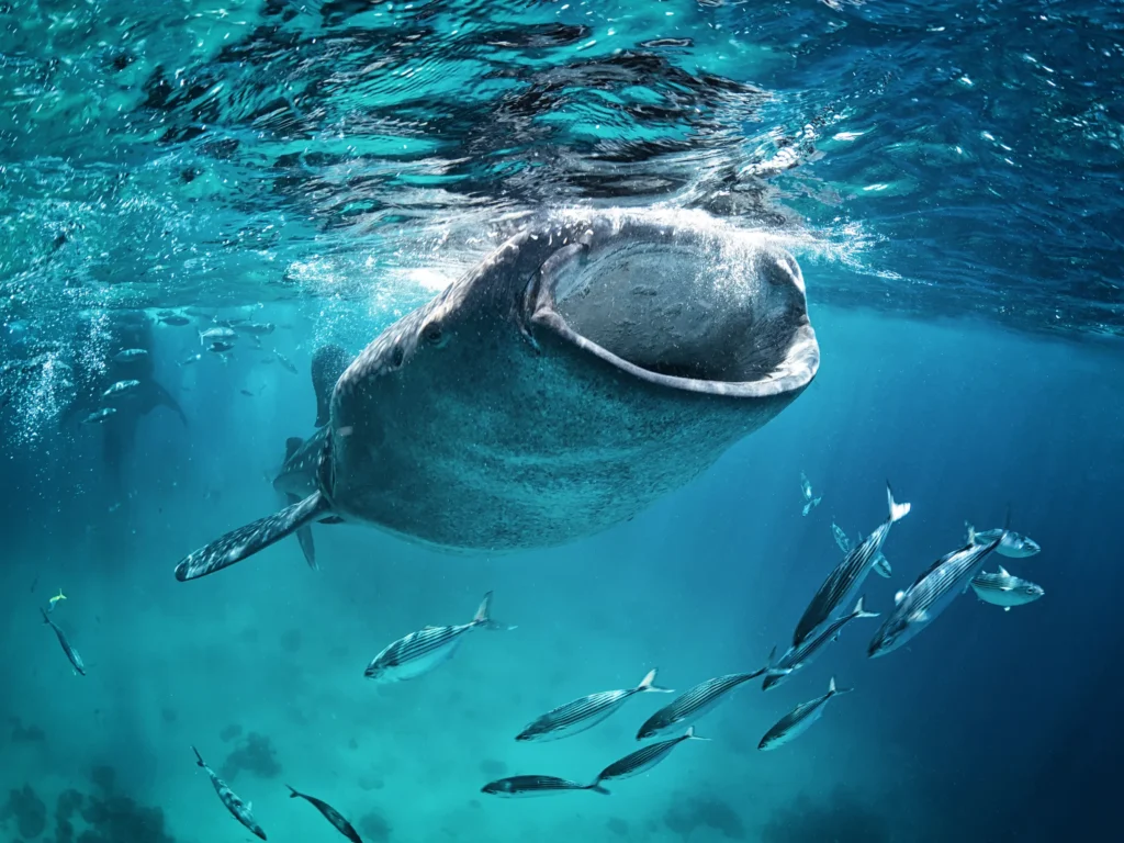 A whale shark swims with its mouth wide open just under the surface.
