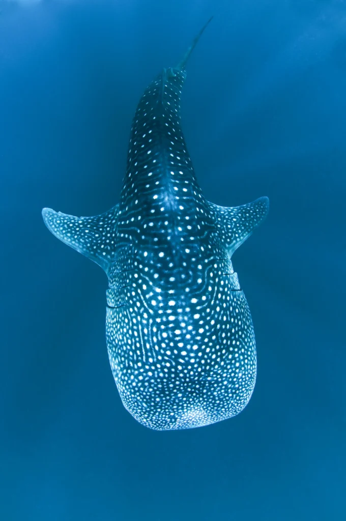 A whale shark seen from directly above, its spotted back filling the frame.