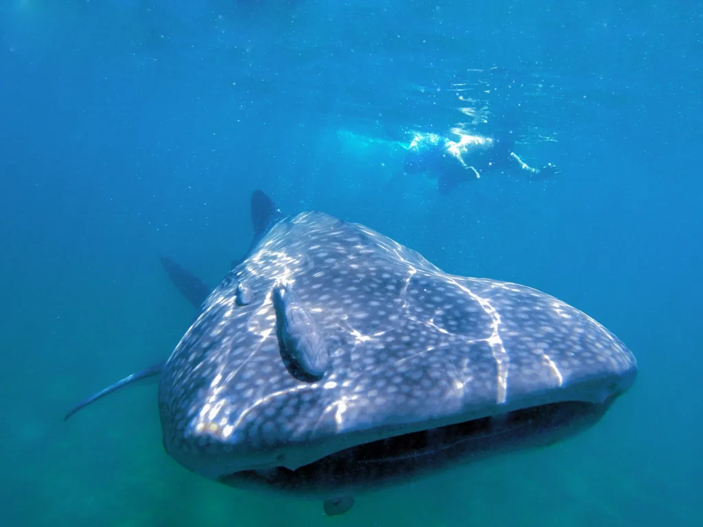 A whale shark swims straight towards the camera with its mouth half open.