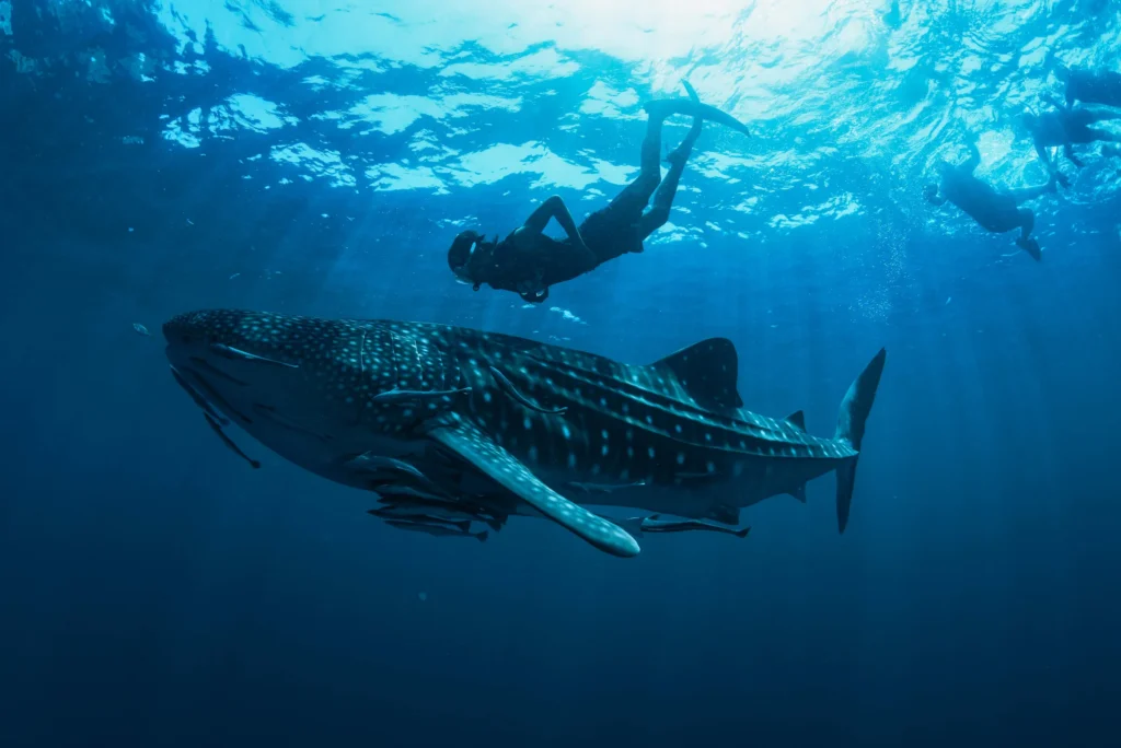 A whale shark swims below snorkellers with sunlight breaking through the surface.