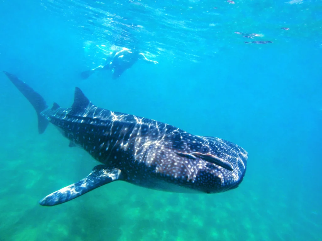 A whale shark swims close to a pale sand bottom in green water.