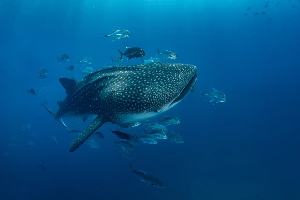A whale shark swims through green water with a school of small fish around its head.