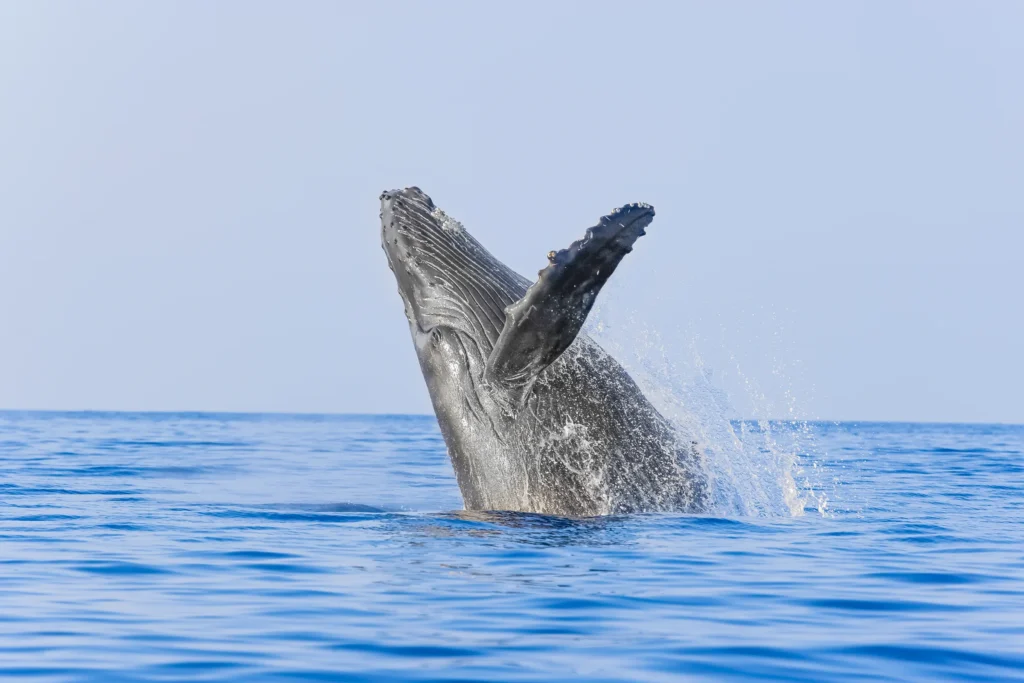 A humpback whale throws itself clear of the water against a blue horizon.