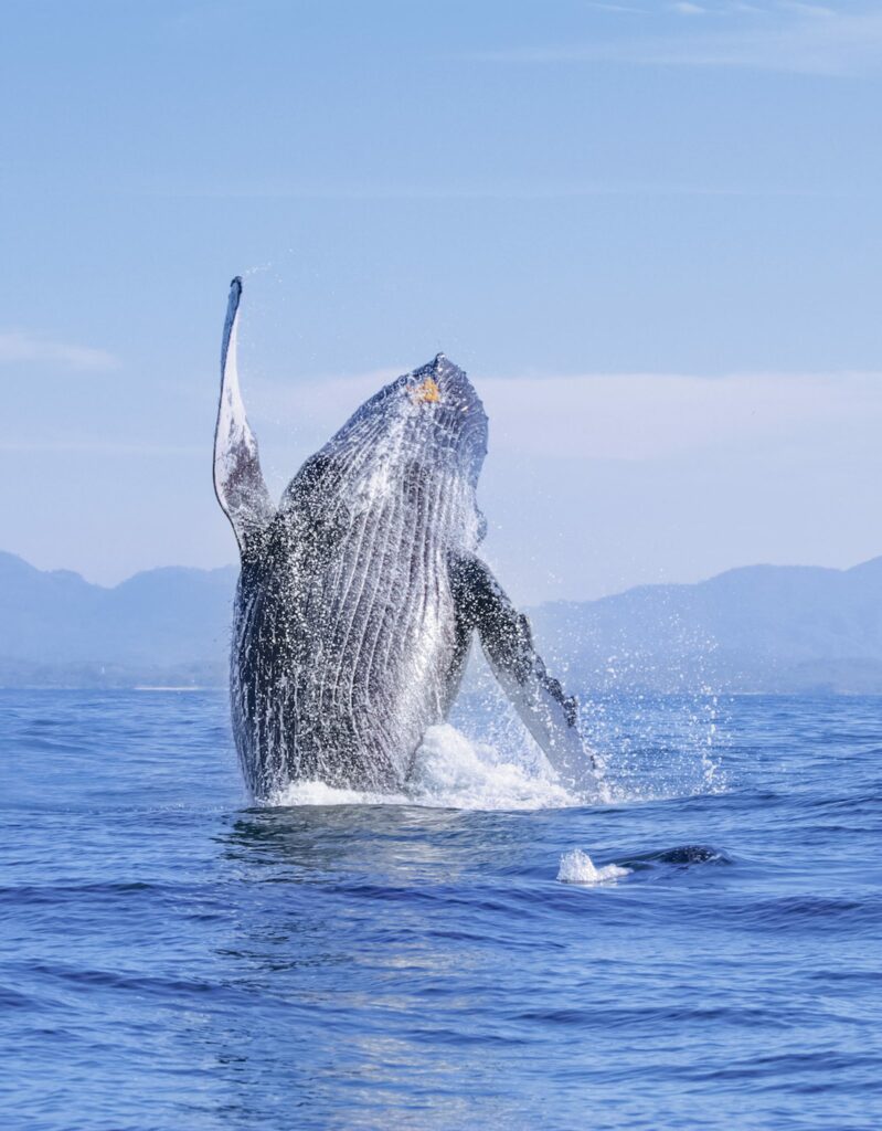 A humpback comes almost vertically out of the sea, one long flipper raised against the sky.