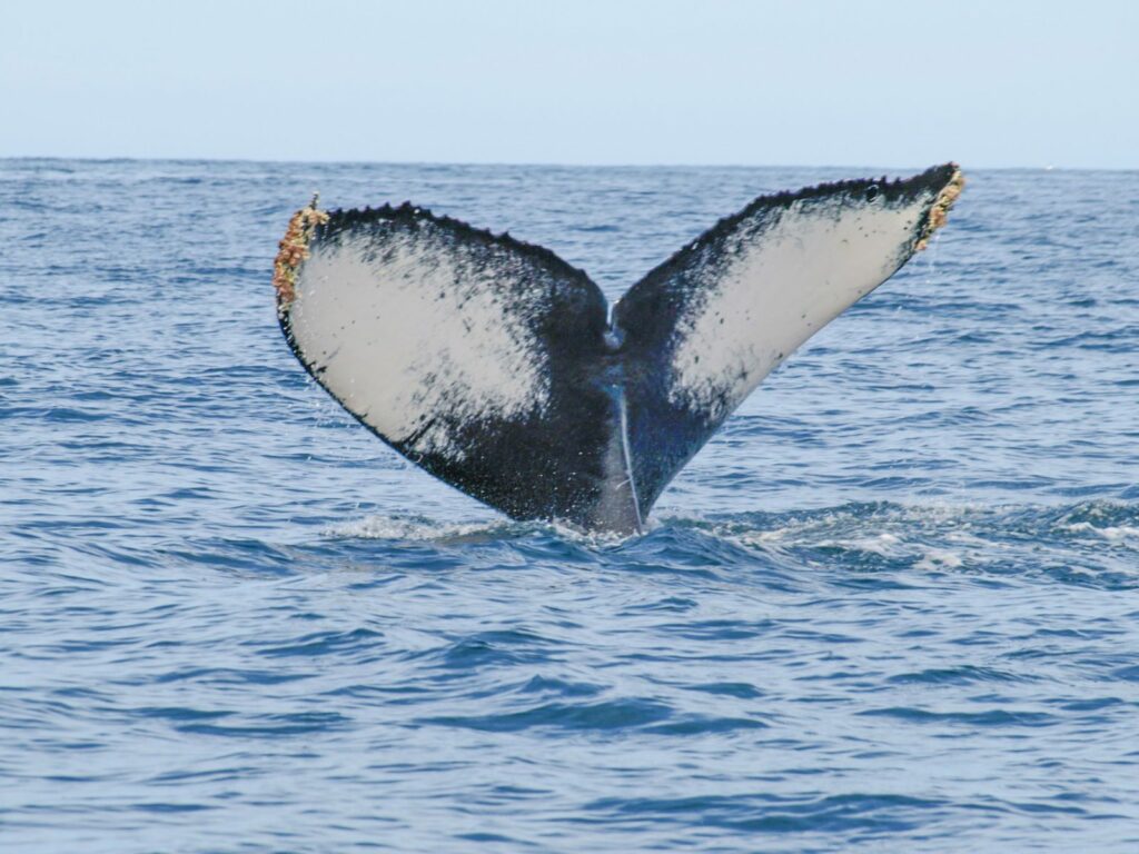 A broad barnacled tail fluke stands upright above the sea, water running off its trailing edge.