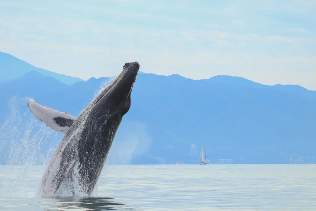 A humpback breaches on silver water with blue hills behind and a small white sail far off.
